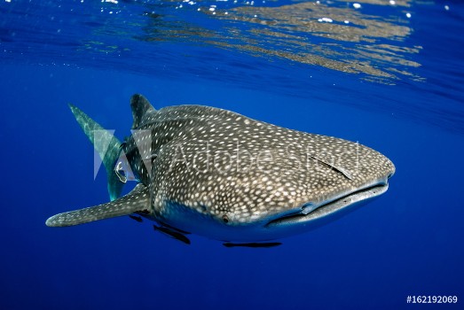 Bild på Giant sea whale shark